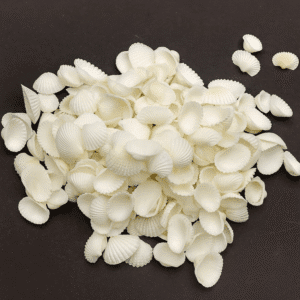 Premium White Sippi Seashell 200g