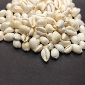 kauri seashell for crafts