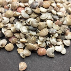 pepperlonely seashells