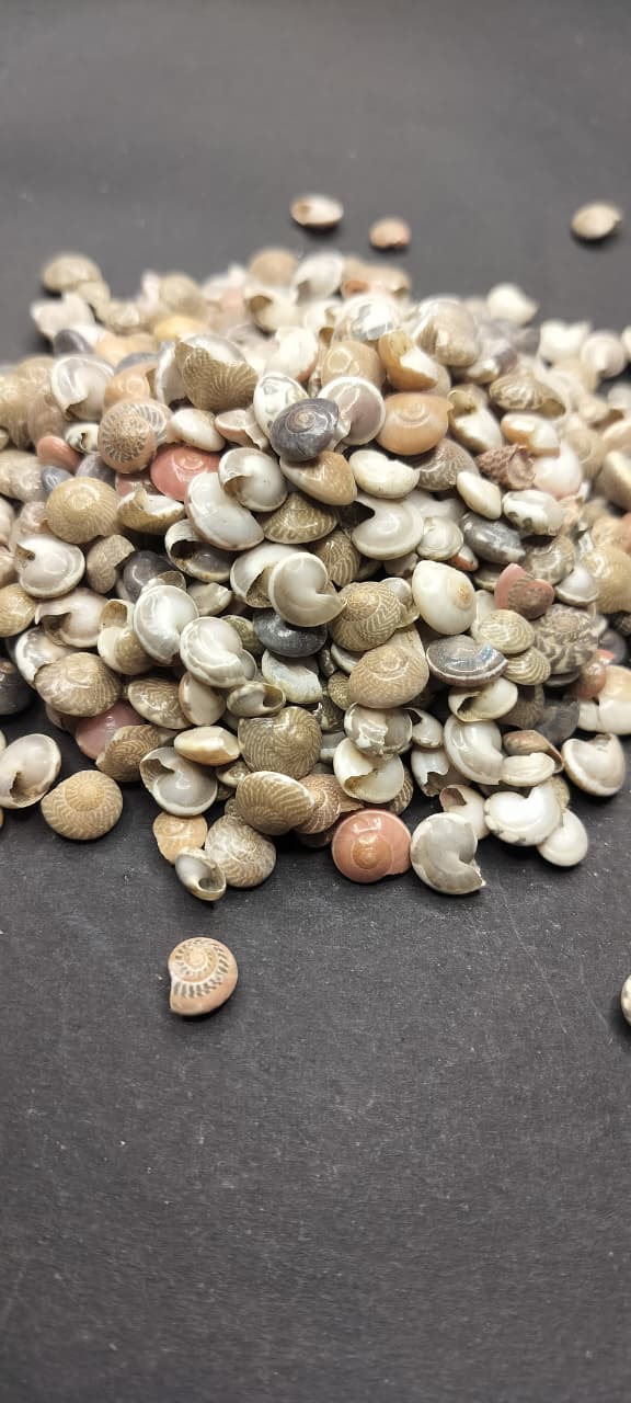 pepperlonely seashells